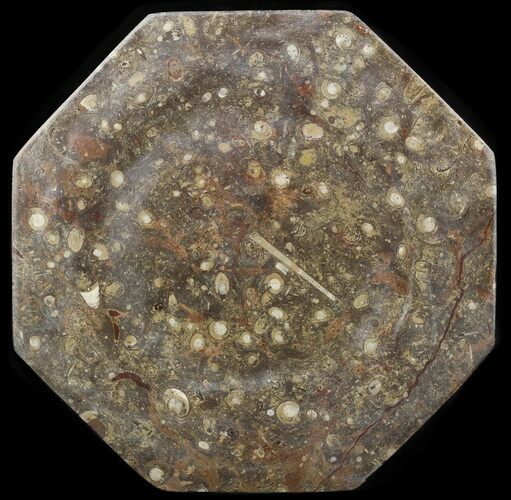 Octagon Shaped Tray/Platter with Orthoceras & Goniatite Fossils #53104
